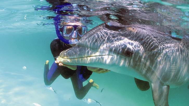 A person in a scuba mask and snorkeling with a dolphin

Description automatically generated